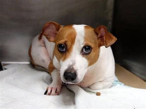 Maury county animal shelter - This St. Patrick's Day, the Napa County Animal Shelter is offering you the chance to find your perfect four-leaf clover companion! Starting March 14-17, spin the wheel and try your luck at a free adoption, a 50% adoption fee, or a $17 adoption fee! Embrace the spirit of the Irish and bring home a furry friend to cherish forever.